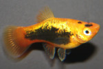 Platy Hawai